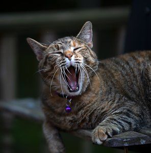 Meet your Posher, Shelly